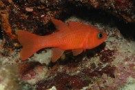 shutterstock_ruby-red-cardinalfish