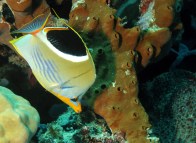 shutterstock_saddled-butterflyfish