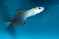 shutterstock_scissortail-dartfish