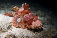 shutterstock_scorpionfish-stonefish