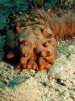 shutterstock_sea-cucumber-2