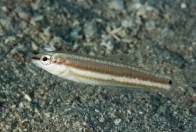 shutterstock_slippery-dick-wrasse