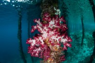 shutterstock_soft-coral-5-(2)