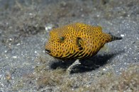 shutterstock_starry-puffer4