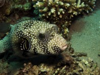 shutterstock_starry-puffer5