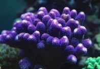 shutterstock_stylophora--coral
