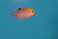 shutterstock_talbots-damselfish