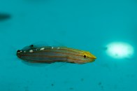 shutterstock_the-court-jester,-rainford's,-old-glory-goby-(amblygobius