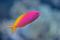 shutterstock_threadfin-anthias-23