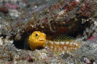 shutterstock_tiger-jawfish