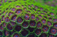 shutterstock_watermelon-zoanthid-coral