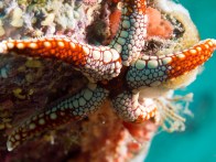 shutterstock_white-and-red-starfish