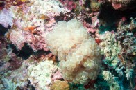 shutterstock_white-bubble-coral