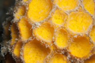 shutterstock_yellow-ball-sponge