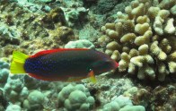 shutterstock_yellow-coris-wrasse-(2)