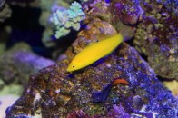 shutterstock_yellow-coris-wrasse