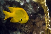 shutterstock_yellow-damsel