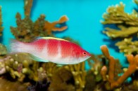 shutterstock_yellow-fin-wrasse