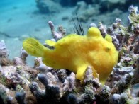 shutterstock_yellow-giant-frogfish-2