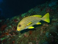 shutterstock_yellow-line-sweetlips8