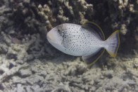 shutterstock_yellow-margin-triggerfish5