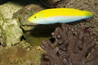 shutterstock_yellow-purple-wrasse4