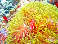 shutterstock_yellow-sebae-anemone6