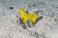 shutterstock_yellow-shrimp-goby