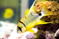 shutterstock_yellow-snapper