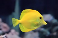 shutterstock_yellow-tang