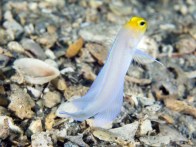 shutterstock_yellowhead-jawfish-(4)