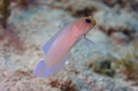 shutterstock_yellowhead-jawfish