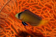 splended-dottyback