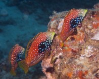 splendid-leopard-wrasse