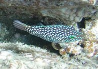 spotted-puffer