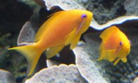 square-anthias-female