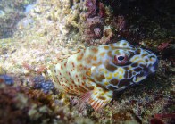 stocky-hawkfish