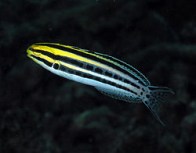 striped_blenny