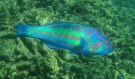 surge-wrasse-real