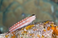 tiger-blenny