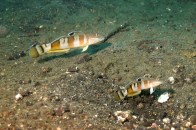 tiger-goby