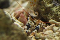 tiger-pstol-shrimp