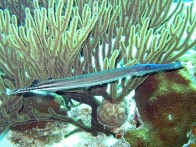 trumpet-fish