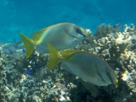 two-bar-rabbitfish2