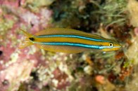 twostriped-blenny