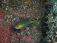 vanderbilt'schromis