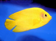 yellow-angelfish