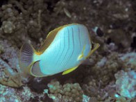 yellow-head-butterflyfish