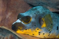 yellow-puffer