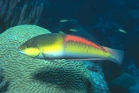 yellowhead-wrasse-terminal-phase